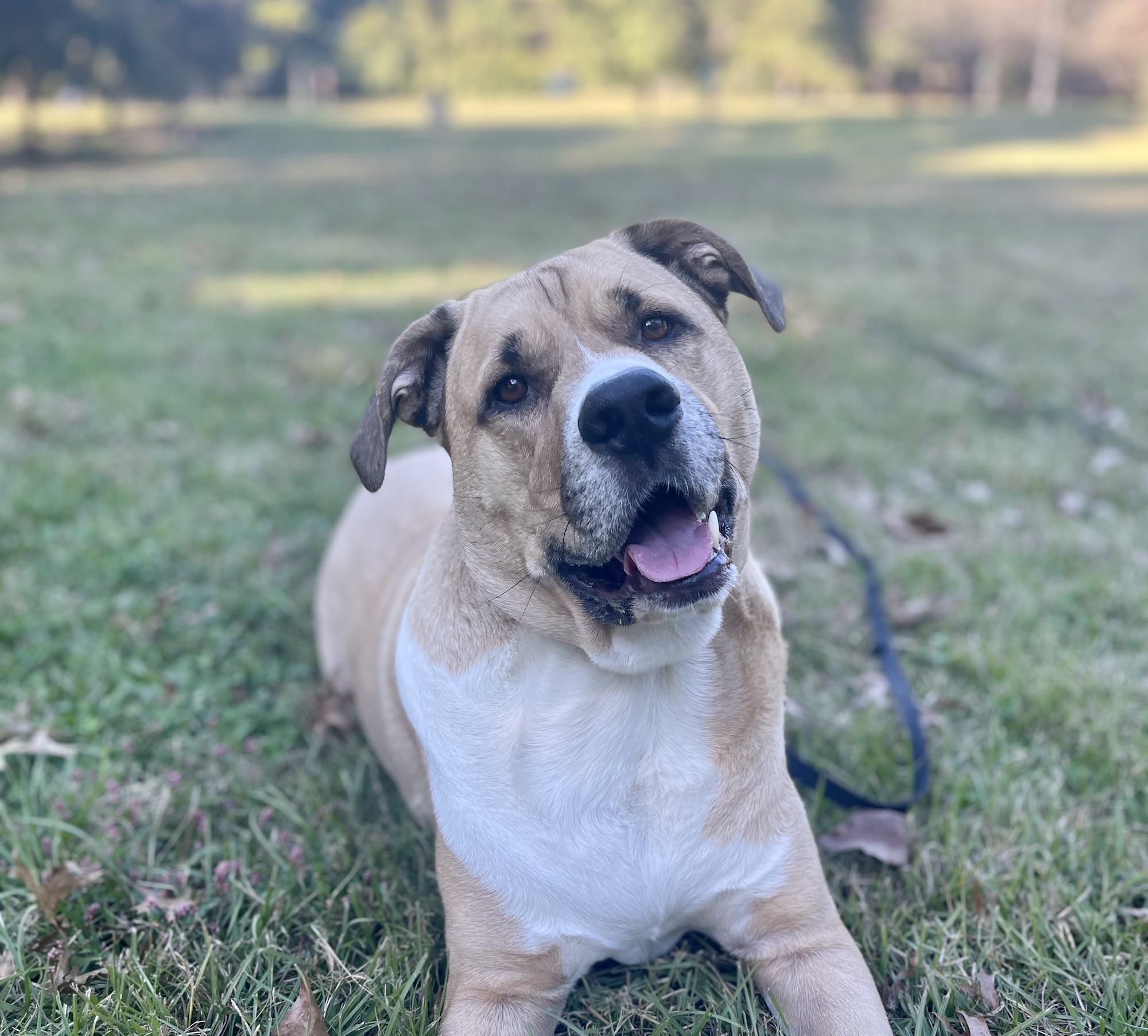 golf course with a golf tee
